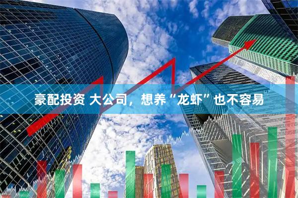 豪配投资 大公司，想养“龙虾”也不容易